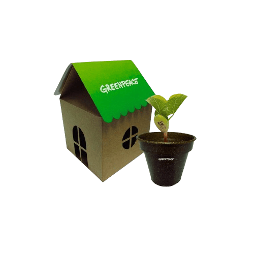 Kit Casinha Semente Mágica