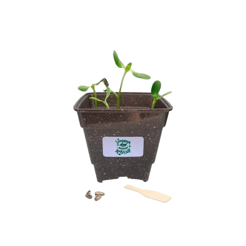 Kit Ecológico Especial