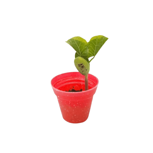 Kit Plantio Casinha 178