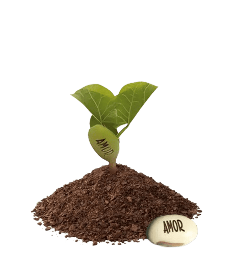 Kit Plantio Fibra com Semente Mágica