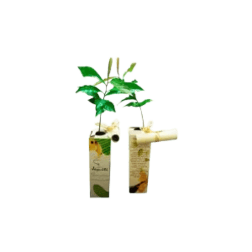 Muda de Árvores Brinde