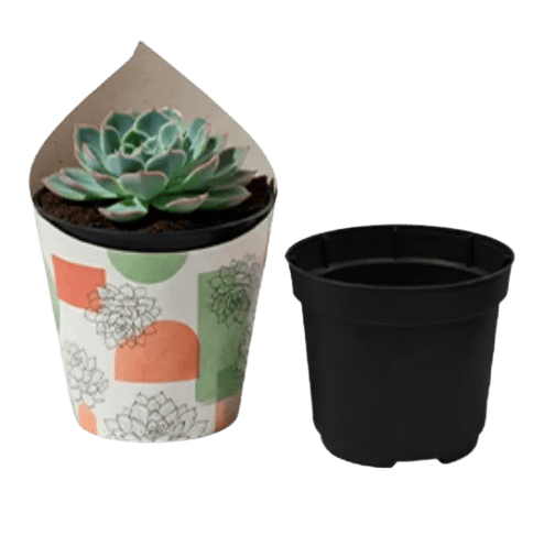 Suculentas Personalizada