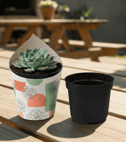 Suculentas Personalizada