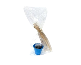 Kit Vaso com Lápis Semente Personalizado